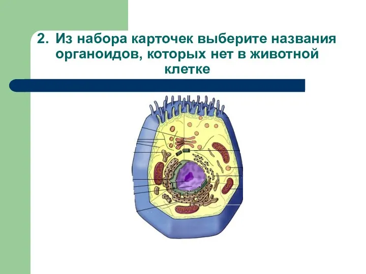 2. Из набора карточек выберите названия органоидов, которых нет в животной клетке