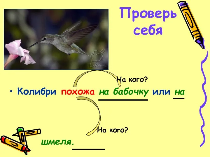 Проверь себя Колибри похожа на бабочку или на шмеля. На кого? На кого?