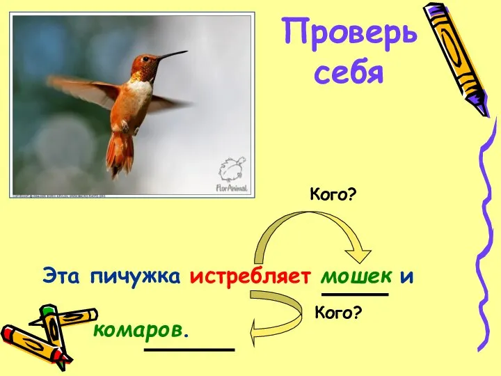 Проверь себя Эта пичужка истребляет мошек и комаров. Кого? Кого?