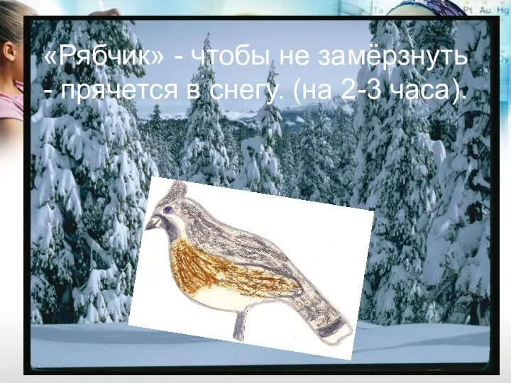 «Рябчик» - чтобы не замёрзнуть - прячется в снегу. (на 2-3 часа).