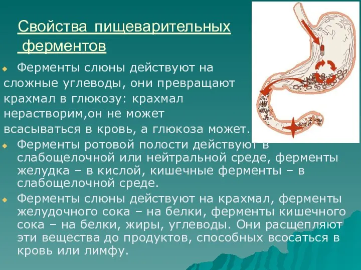 Свойства пищеварительных ферментов Ферменты слюны действуют на сложные углеводы, они превращают