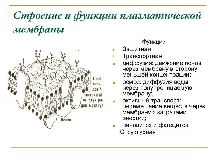 Строение и функции плазматической мембраны Функции Защитная Транспортная диффузия: движение ионов