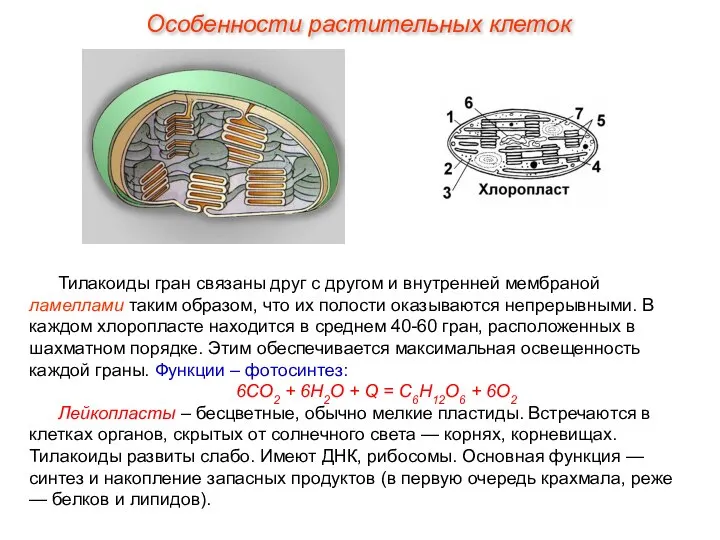 Тилакоиды гран связаны друг с другом и внутренней мембраной ламеллами таким