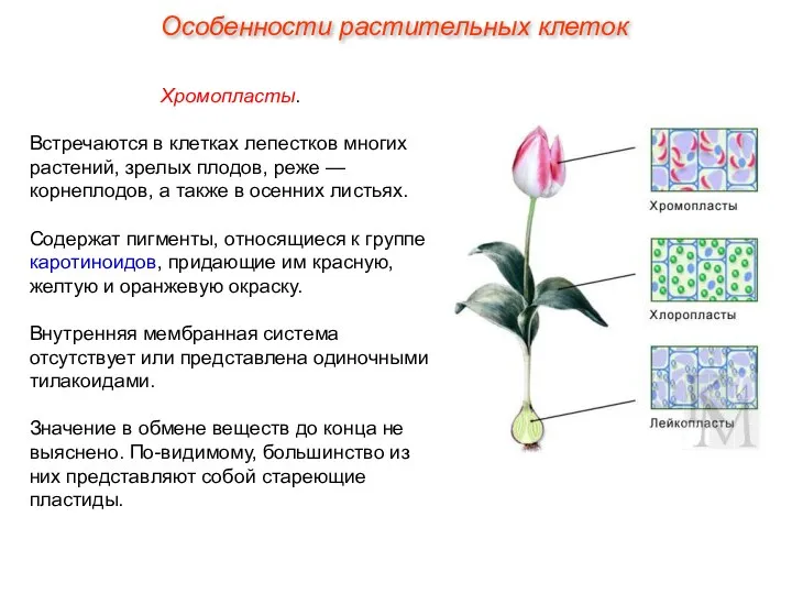 Хромопласты. Встречаются в клетках лепестков многих растений, зрелых плодов, реже —