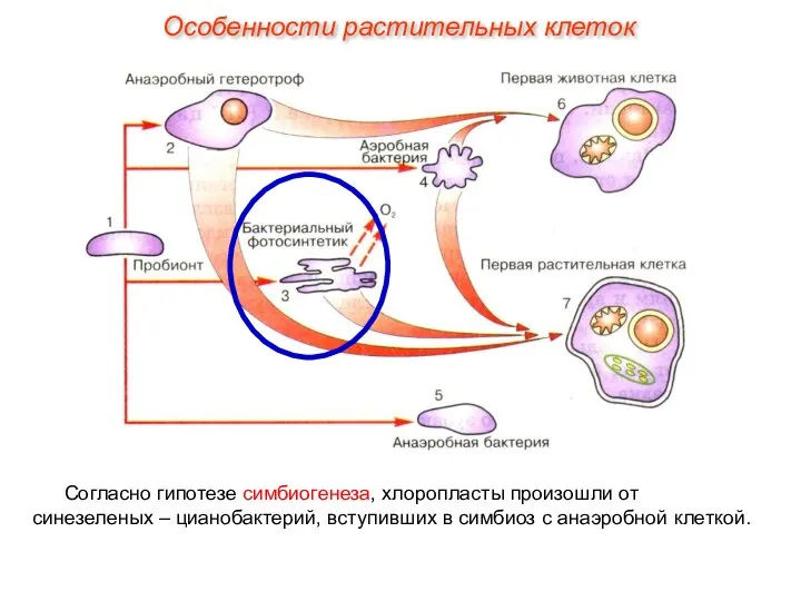 Согласно гипотезе симбиогенеза, хлоропласты произошли от синезеленых – цианобактерий, вступивших в