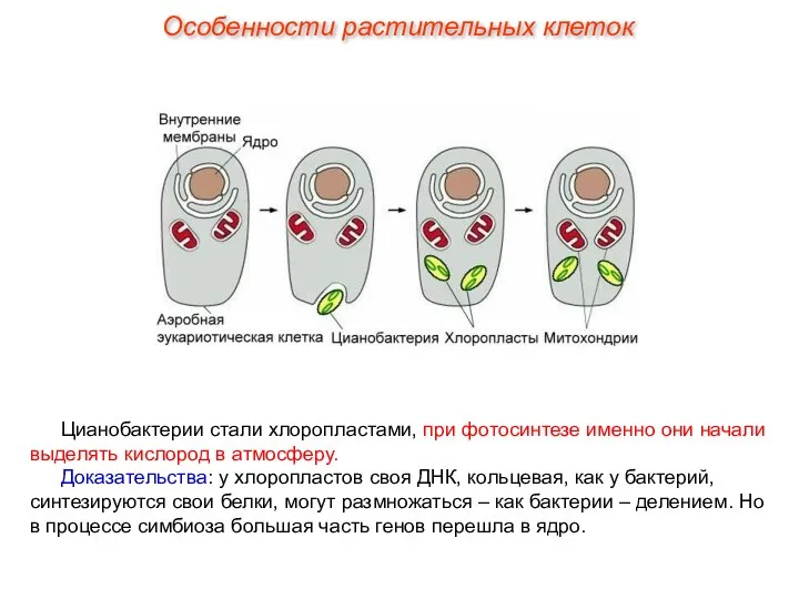 Цианобактерии стали хлоропластами, при фотосинтезе именно они начали выделять кислород в