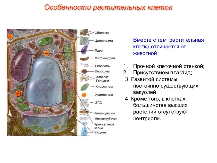 Вместе с тем, растительная клетка отличается от животной: Прочной клеточной стенкой;