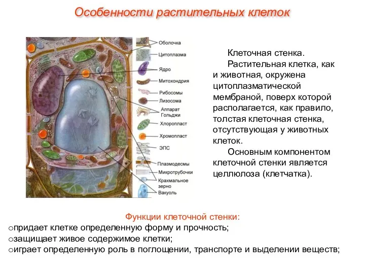 Клеточная стенка. Растительная клетка, как и животная, окружена цитоплазматической мембраной, поверх