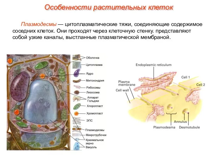 Плазмодесмы — цитоплазматические тяжи, соединяющие содержимое соседних клеток. Они проходят через