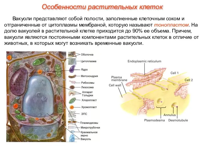 Вакуоли представляют собой полости, заполненные клеточным соком и отграниченные от цитоплазмы