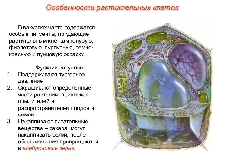 В вакуолях часто содержатся особые пигменты, придающие растительным клеткам голубую, фиолетовую,