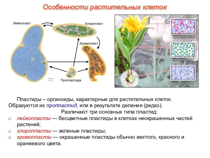 Пластиды – органоиды, характерные для растительных клеток. Образуются из пропластид, или