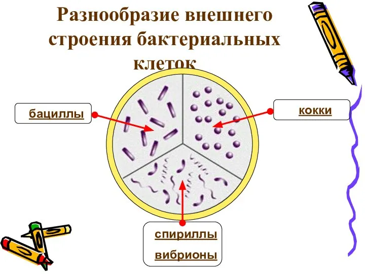 Разнообразие внешнего строения бактериальных клеток