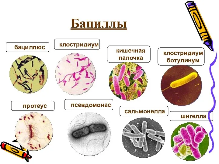 Бациллы