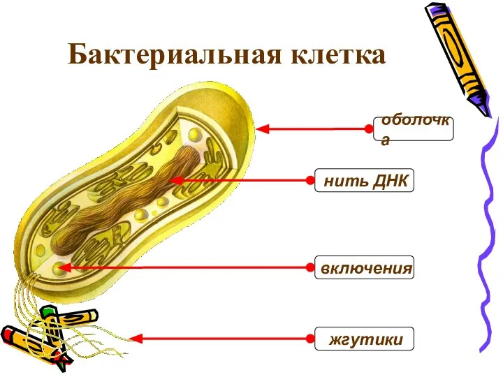 Бактериальная клетка