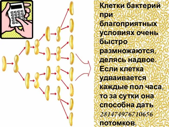 Клетки бактерий при благоприятных условиях очень быстро размножаются, делясь надвое. Если