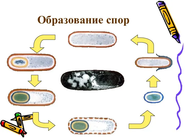 Образование спор