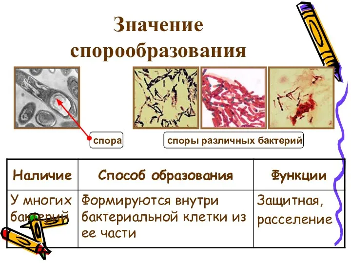 Значение спорообразования споры различных бактерий