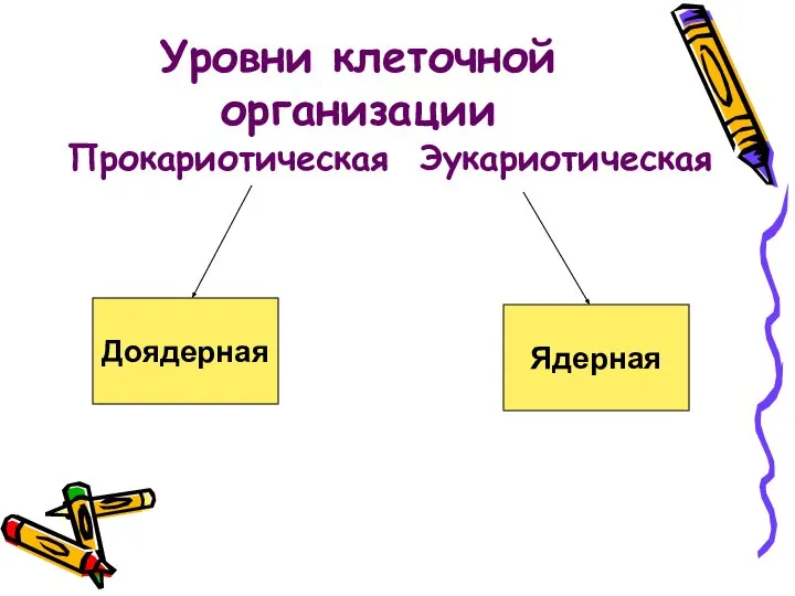 Уровни клеточной организации Прокариотическая Эукариотическая Доядерная Ядерная