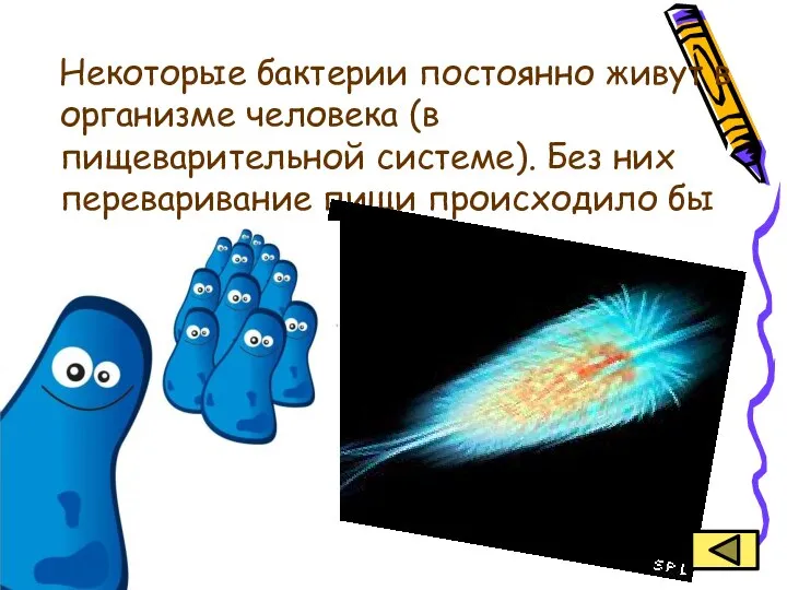 Некоторые бактерии постоянно живут в организме человека (в пищеварительной системе). Без