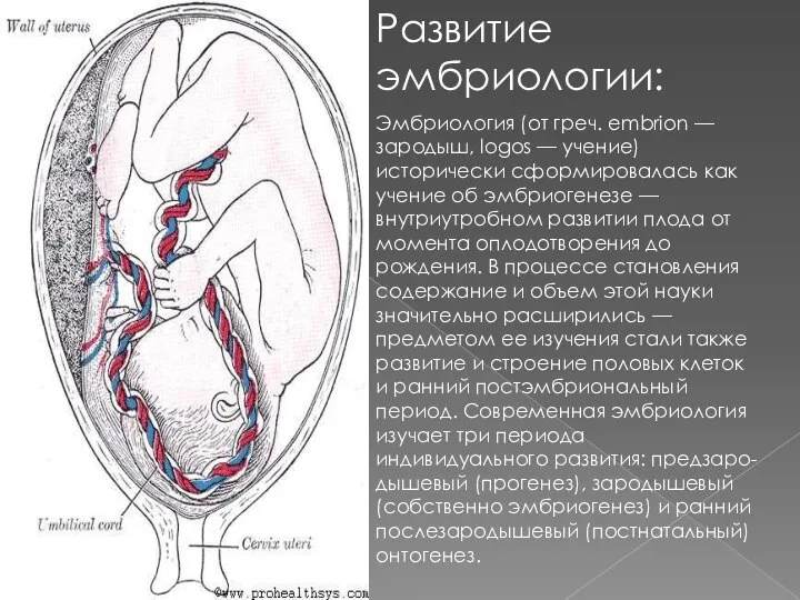 Развитие эмбриологии: Эмбриология (от греч. embrion — зародыш, logos — учение)