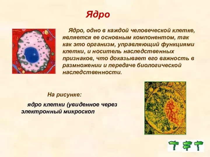Ядро Ядро, одно в каждой человеческой клетке, является ее основным компонентом,