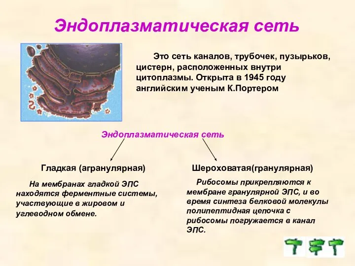 Эндоплазматическая сеть Это сеть каналов, трубочек, пузырьков, цистерн, расположенных внутри цитоплазмы.