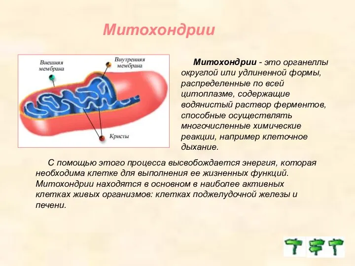 Митохондрии Митохондрии - это органеллы округлой или удлиненной формы, распределенные по