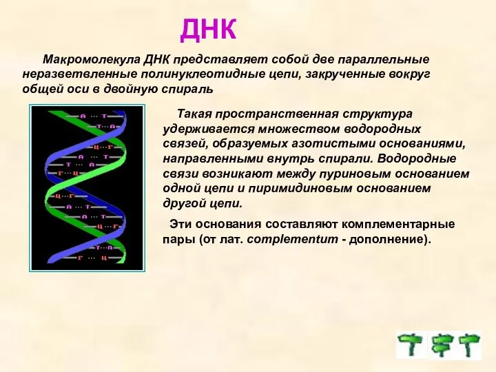 ДНК Макромолекула ДНК представляет собой две параллельные неразветвленные полинуклеотидные цепи, закрученные