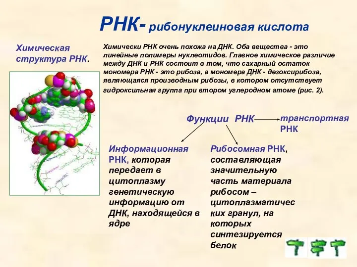 РНК- рибонуклеиновая кислота Химическая структура РНК. Химически РНК очень похожа на