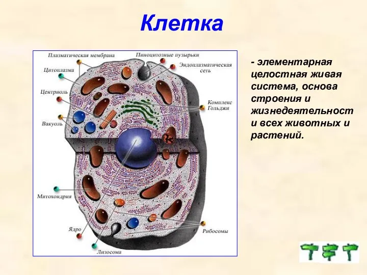 Клетка - элементарная целостная живая система, основа строения и жизнедеятельности всех животных и растений.