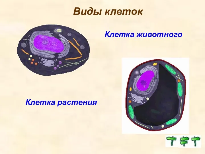 Клетка растения Клетка животного Виды клеток