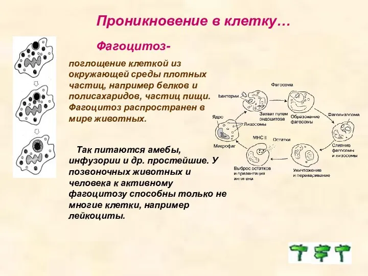 Проникновение в клетку… Фагоцитоз- поглощение клеткой из окружающей среды плотных частиц,