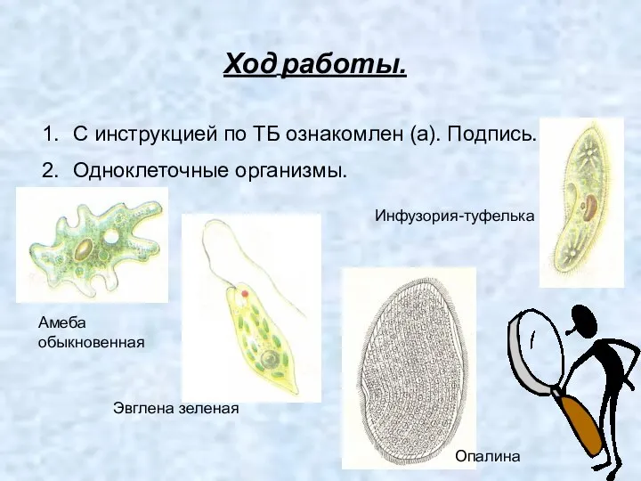 Ход работы. С инструкцией по ТБ ознакомлен (а). Подпись. Одноклеточные организмы.