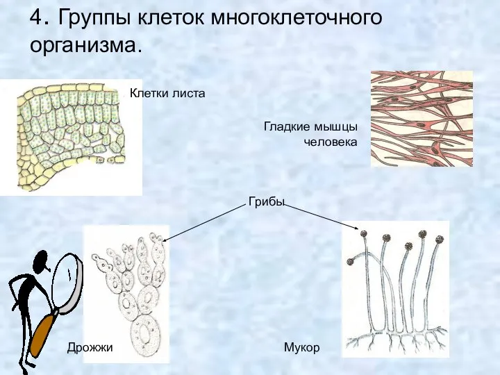 4. Группы клеток многоклеточного организма. Клетки листа Грибы Дрожжи Мукор Гладкие мышцы человека