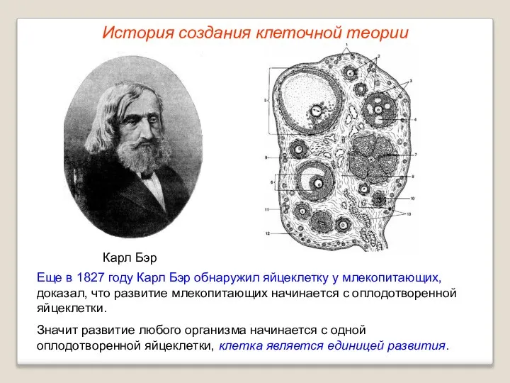 Карл Бэр Еще в 1827 году Карл Бэр обнаружил яйцеклетку у