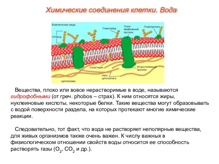 Вещества, плохо или вовсе нерастворимые в воде, называются гидрофобными (от греч.