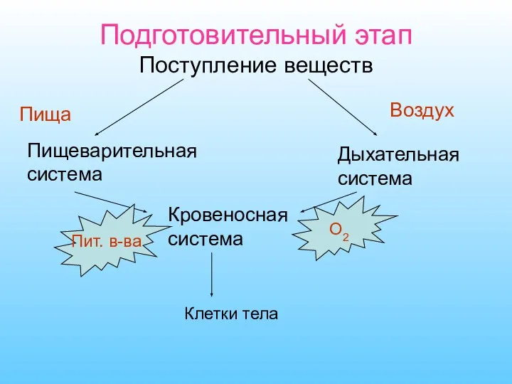 Подготовительный этап Поступление веществ Пища Воздух Пищеварительная система Дыхательная система Кровеносная