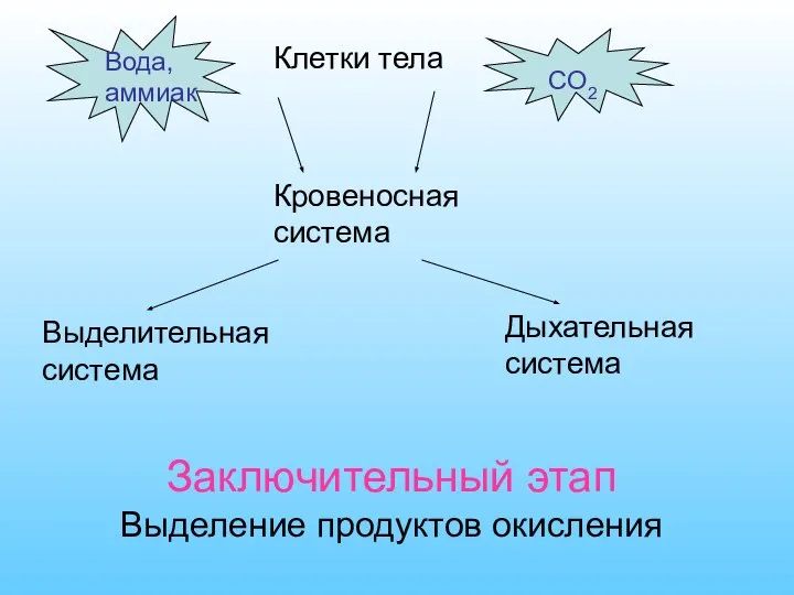 Заключительный этап Выделение продуктов окисления Клетки тела СО2 Вода, аммиак Кровеносная система Выделительная система Дыхательная система