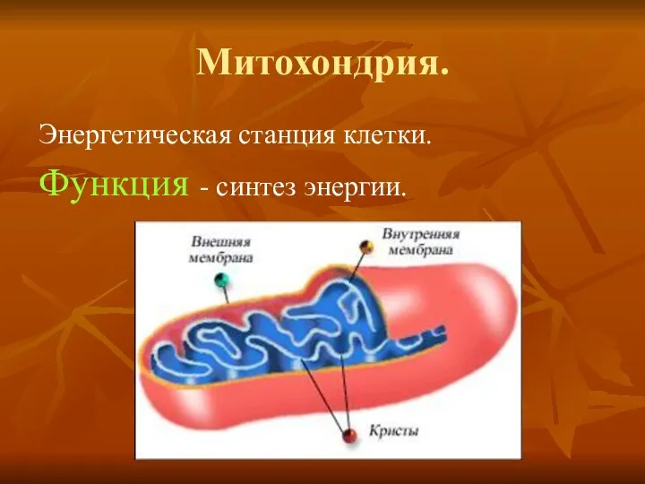 Митохондрия. Энергетическая станция клетки. Функция - синтез энергии.