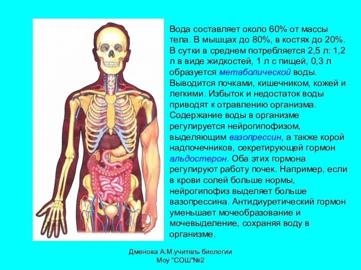 Вода составляет около 60% от массы тела. В мышцах до 80%,