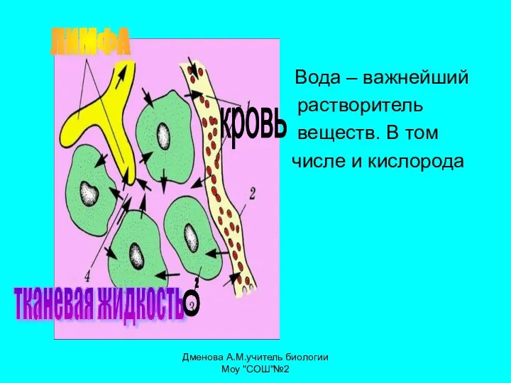 Вода – важнейший растворитель веществ. В том числе и кислорода кровь