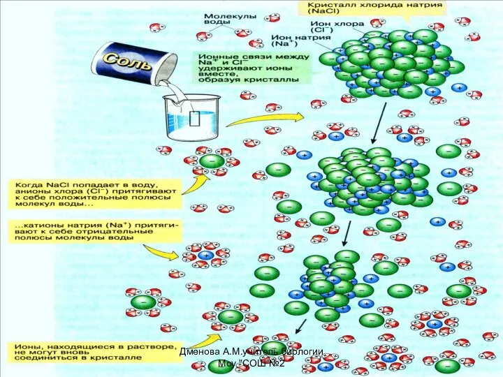 Дменова А.М.учитель биологии Моу "СОШ"№2