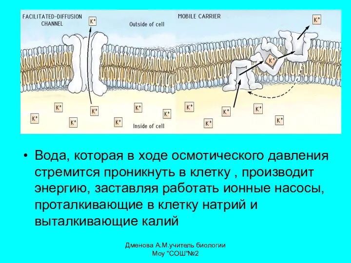 Вода, которая в ходе осмотического давления стремится проникнуть в клетку ,