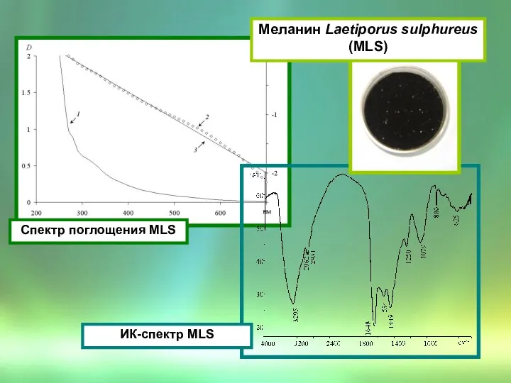 Спектр поглощения МLS ИК-спектр МLS Меланин Laetiporus sulphureus (МLS)