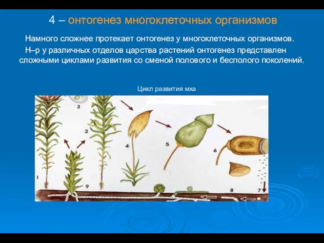 4 – онтогенез многоклеточных организмов Намного сложнее протекает онтогенез у многоклеточных