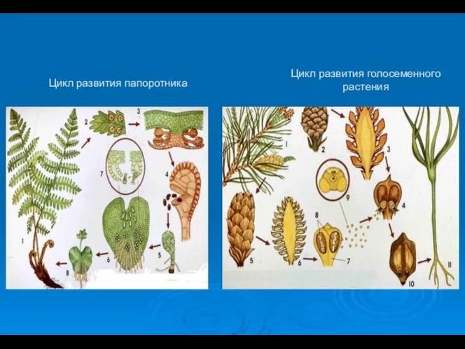 Цикл развития папоротника Цикл развития голосеменного растения