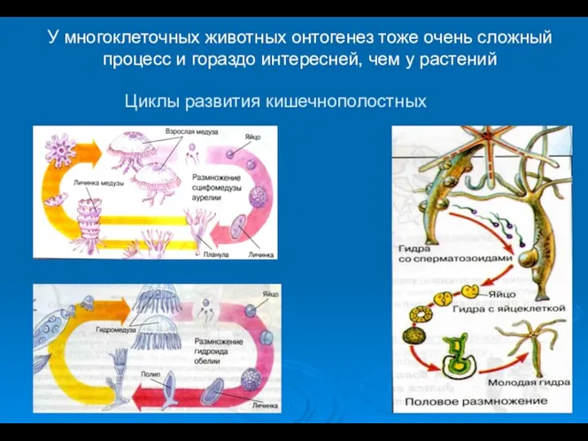 У многоклеточных животных онтогенез тоже очень сложный процесс и гораздо интересней,