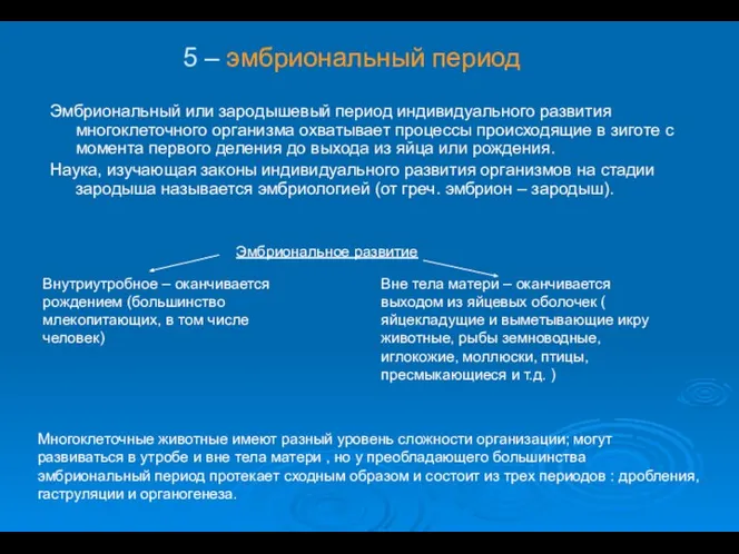 Эмбриональный или зародышевый период индивидуального развития многоклеточного организма охватывает процессы происходящие