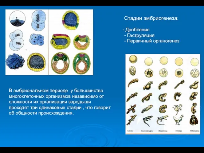 Стадии эмбриогенеза: Дробление - Гаструляция - Первичный органогенез В эмбриональном периоде